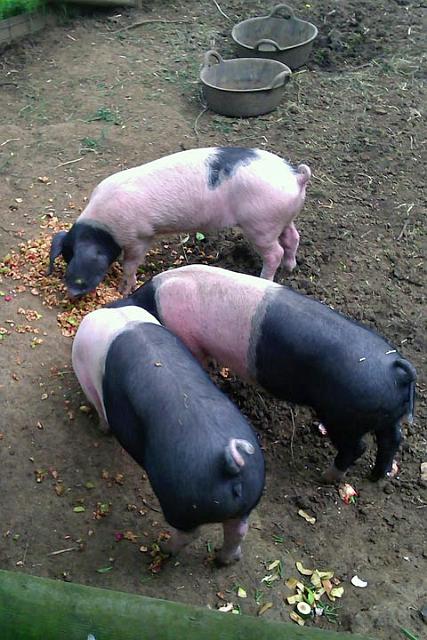 14. Pigs enjoy the pulp.jpg
